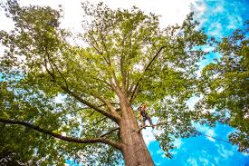 How Our Tree Care Process Works  in  Wellsville, MO